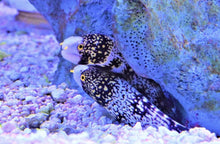 Load image into Gallery viewer, Snowflake EEL(Echidna nebulosa)