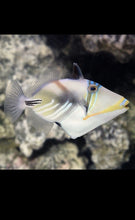 Load image into Gallery viewer, Humu Rectangle Triggerifsh 4-6”- Saltwater Fish *LIMITED Free Shipping*