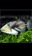 Load image into Gallery viewer, Humu Rectangle Triggerifsh 4-6”- Saltwater Fish *LIMITED Free Shipping*