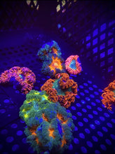 Load image into Gallery viewer, 10 Pack Ultra Rock Flower Anemones!