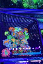 Load image into Gallery viewer, 5 Pack Ultra Rock Flower Anemones