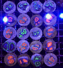 Load image into Gallery viewer, 5 Acans Pack (1-4 Polyps each)