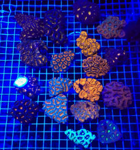 Load image into Gallery viewer, 5 Acans Pack (1-4 Polyps each)