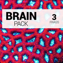 Load image into Gallery viewer, Brain Frag Pack ~ Live Coral 3 Pack