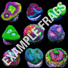 Load image into Gallery viewer, Brain Frag Pack ~ Live Coral 3 Pack