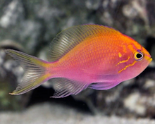 Load image into Gallery viewer, Sunburst Anthias 2”- Saltwater Fish *LIMITED Free Shipping*
