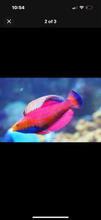 Load image into Gallery viewer, Blue throat fairy wrasse 2”-3”  *LIMITED TIME Free Shipping*