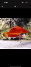 Load image into Gallery viewer, Blue throat fairy wrasse 2”-3”  *LIMITED TIME Free Shipping*