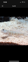 Load image into Gallery viewer, 3 Fish Reef Pack - 1 Of Each