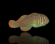 Load image into Gallery viewer, 2 Green Clown Gobies