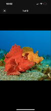 Load image into Gallery viewer, 1 Colored RHINO SCORPION FISH