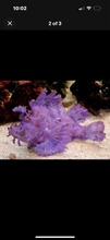 Load image into Gallery viewer, 1 Colored RHINO SCORPION FISH