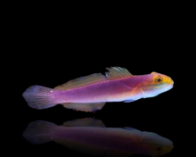 Load image into Gallery viewer, 2 Bella Rose Gobies (RARE)