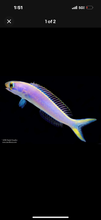 Load image into Gallery viewer, Flashing tilefish 3”-4.5”(change Colors)