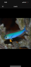 Load image into Gallery viewer, Flashing tilefish 3”-4.5”(change Colors)