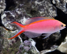 Load image into Gallery viewer, 1 Princess Anthias 2-3”- Saltwater Fish *LIMITED Free Shipping*