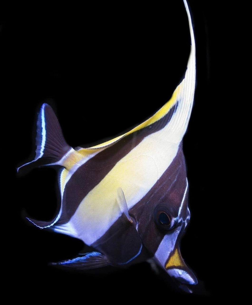 Moorish Idol (Zanclus cornutus)