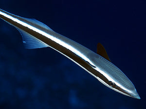 Remora Shark