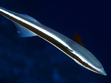 Remora Shark