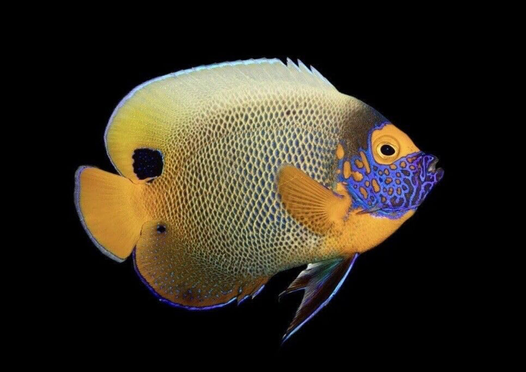 Blueface Angel (Pomacanthus xanthometopon)