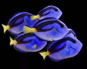 1 Blue Hippo Tangs sm/md