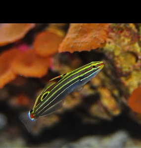 2 Hector's Gobies