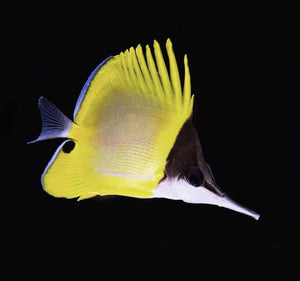 Longnose Butterfly (Forcipiger flavissimus)