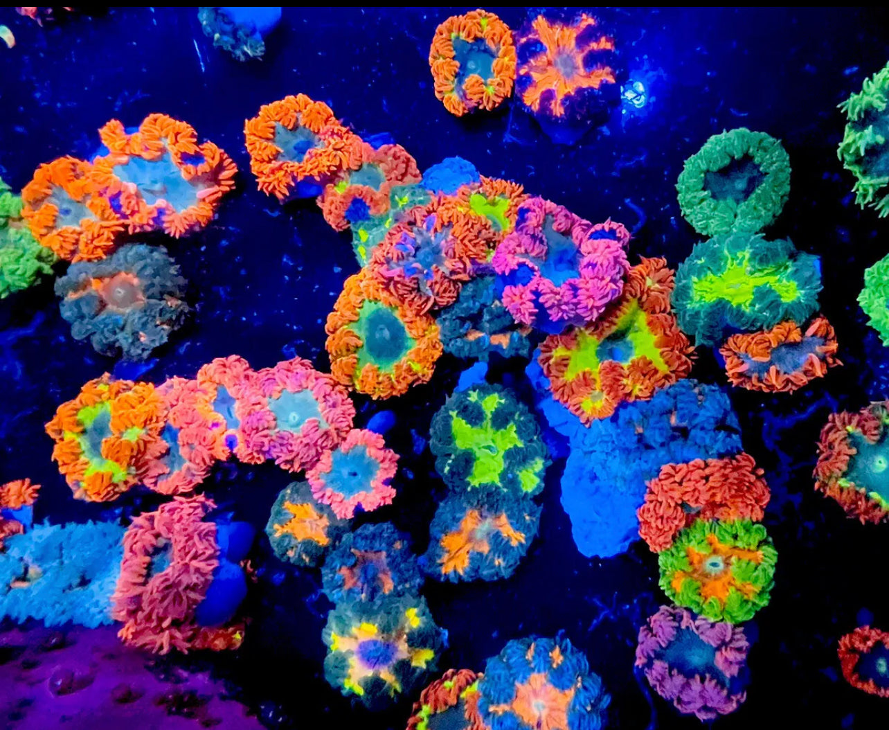 Ultra Rock Flower Exotic Anemones! Fishes ☆USA☆ Ultra Flower