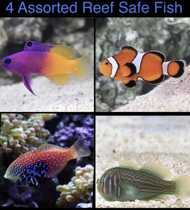 4 Assorted Reef Safe Fish