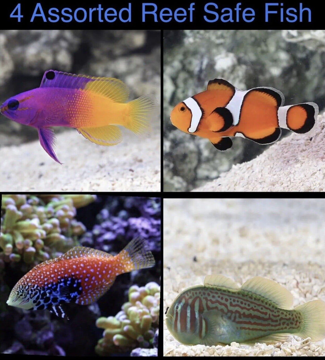 4 Assorted Reef Safe Fish
