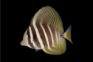 Sailfin Tang (Zebrasoma veliferum)