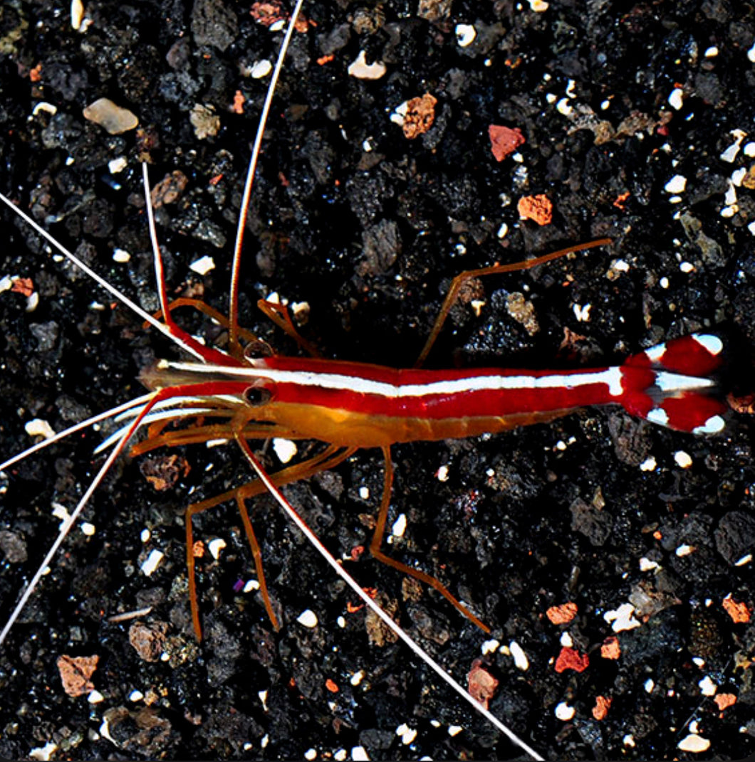 20 Cleaner Shrimp *SPECIAL*