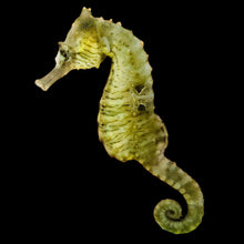 Load image into Gallery viewer, Captive Bred Seahorses
