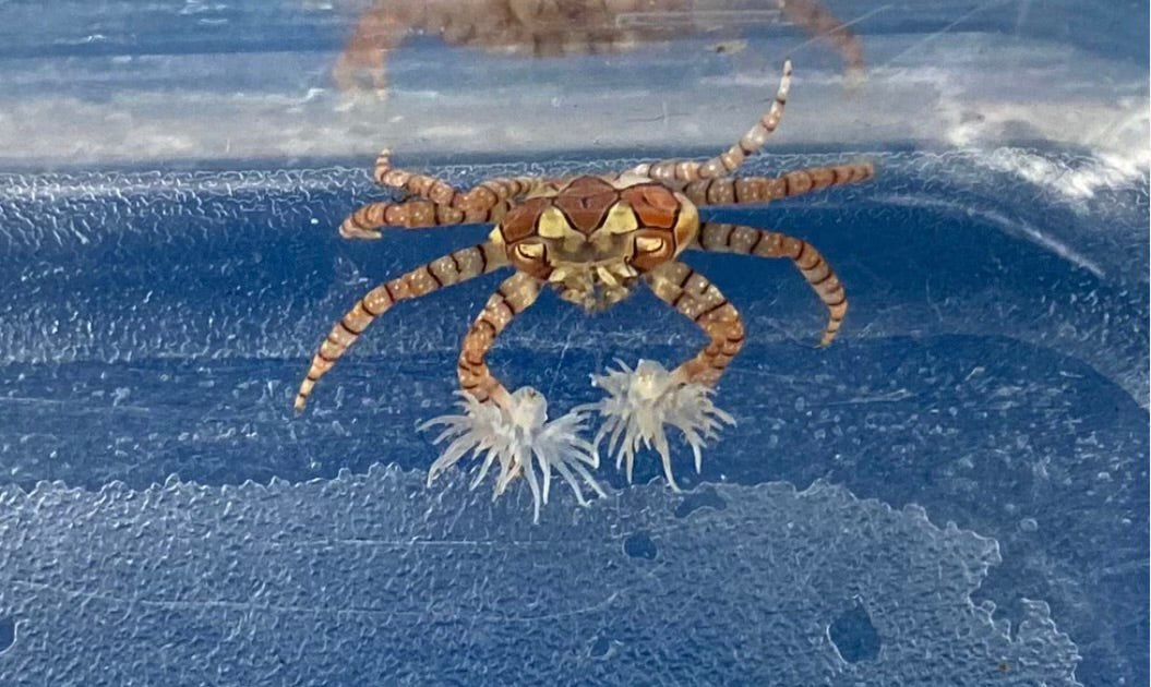 Boxer (Pom Pom) Crab (Neopetrolisthes Specie)