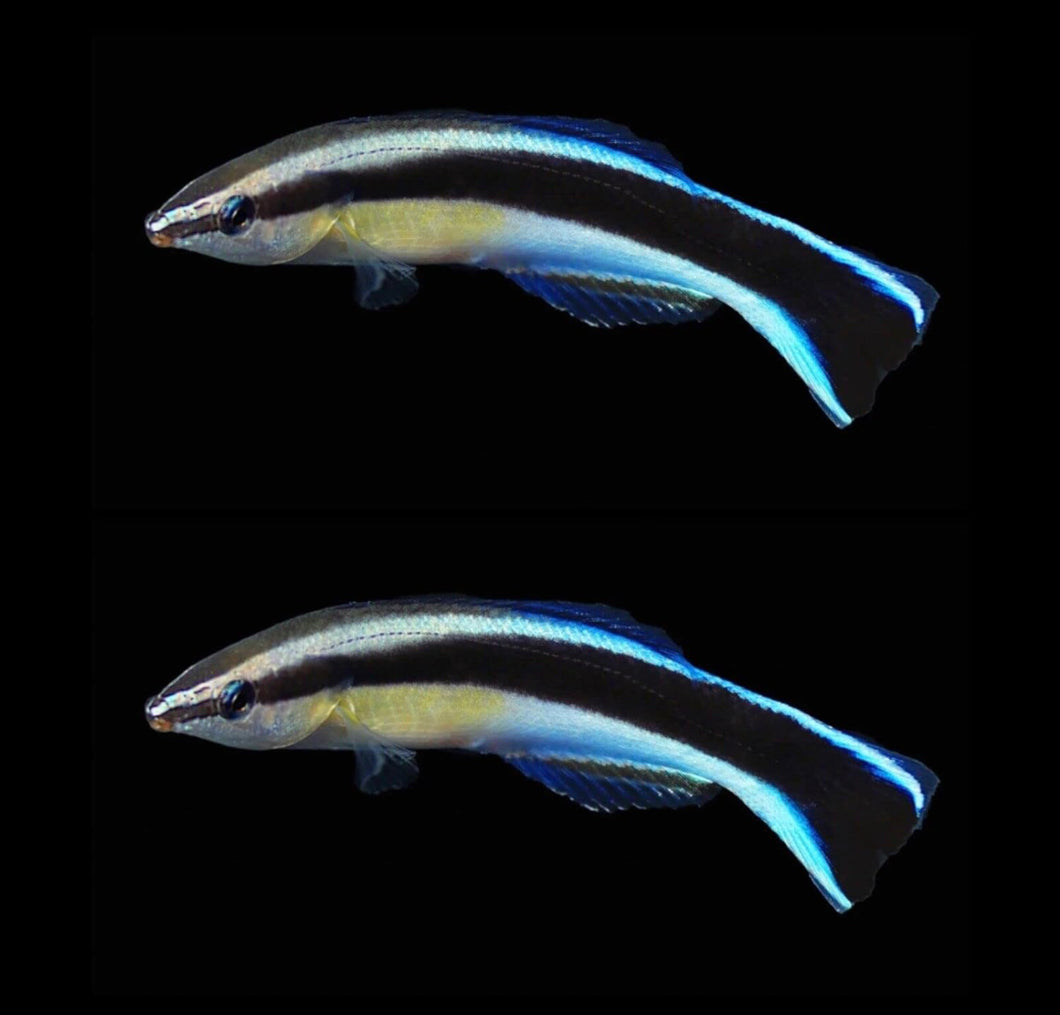 2 Blue Cleaner Wrasse (Labroides dimidiatus)