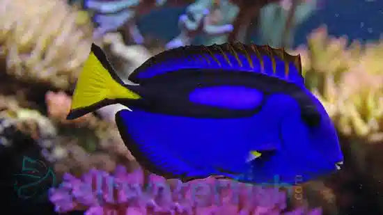 Blue Hippo Tang - Large