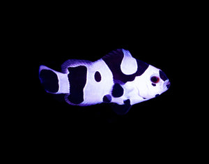 Black Storm Clownfish (Amphiprion ocellaris)