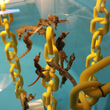Load image into Gallery viewer, Captive Bred Seahorses
