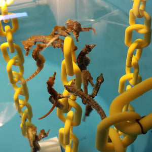 Captive Bred Seahorses