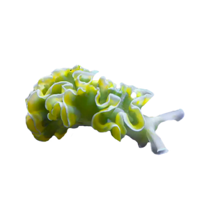 Lettuce Nudibranch
