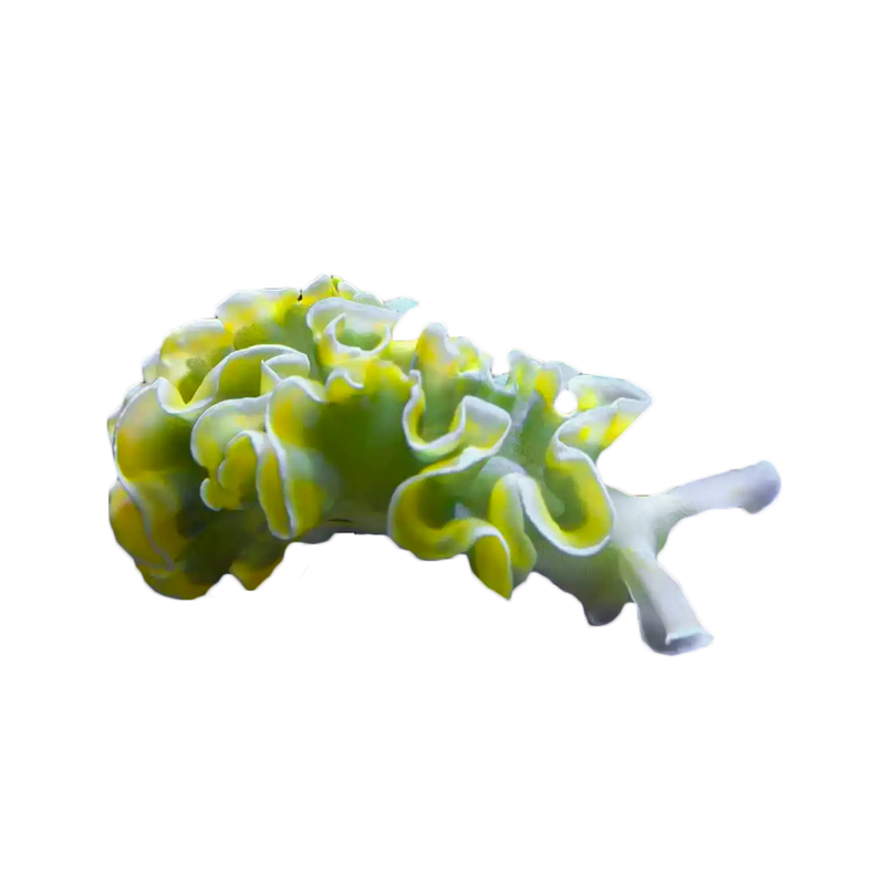 Lettuce Nudibranch