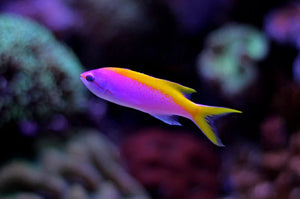 Evansi Anthias