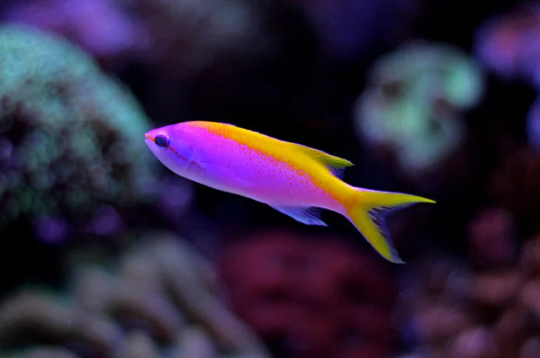 Evansi Anthias