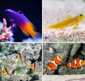 4 Marine Fish for Beginners