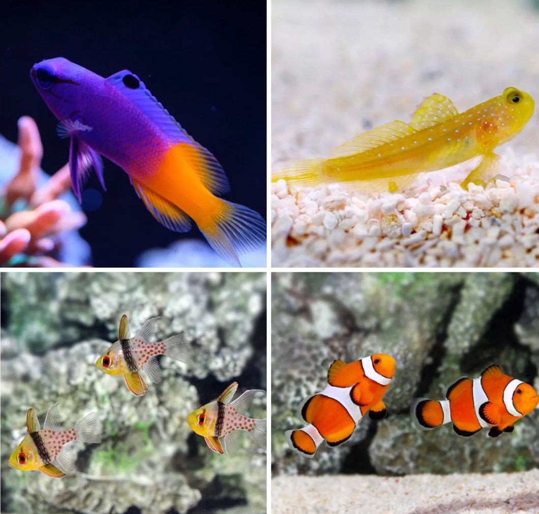 4 Marine Fish for Beginners