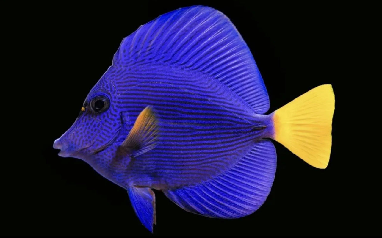 Exotic Marine Life