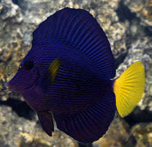 Load image into Gallery viewer, Customized  Order 🌟
