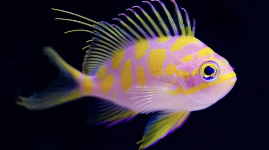 Borbonius Anthias (Odontanthias borbonius)