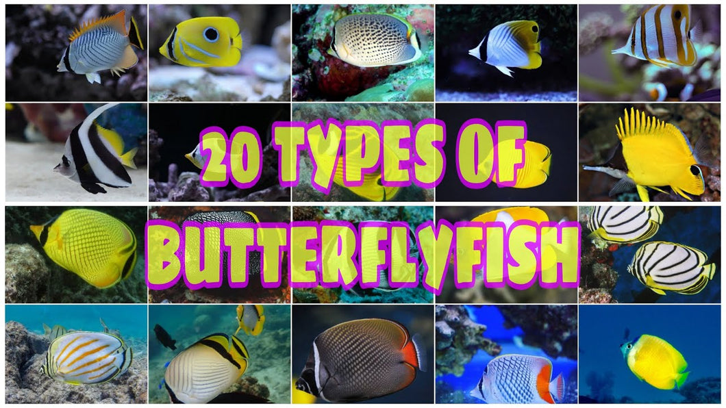 3 Assorted Butterfly Fish - Premium