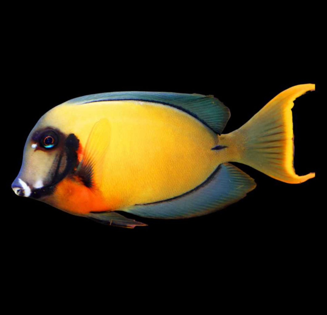 Chocolate Tang - Large